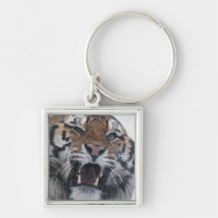Siberian Tiger Snarling Sleutelhanger