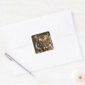 Siberian Tiger Vierkante Sticker (Envelop)