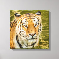 SIBERIANE TIGER OP CANVAS AFDRUK