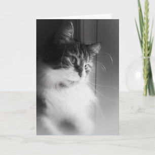 Sibérie Chat Penser de vous carte