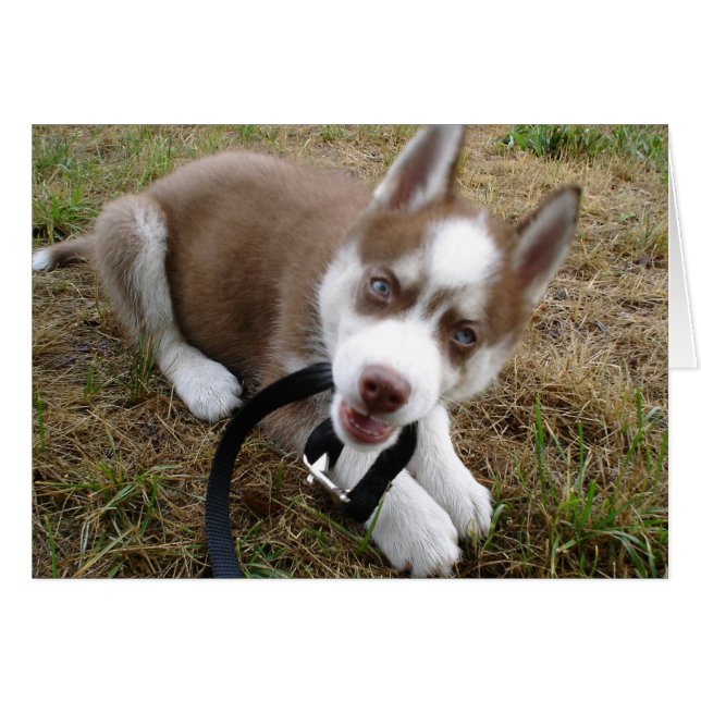 Sibérie Husky (1) (Devant horizontal)
