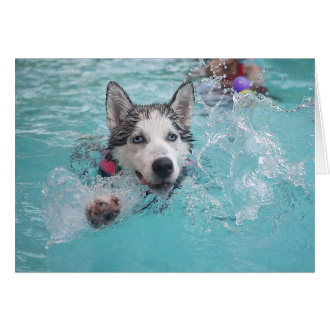 Sibérie Husky nager dans la piscine (Devant Horizontal)