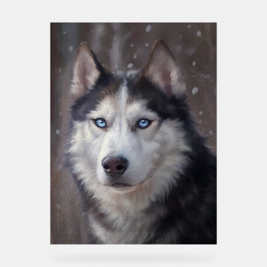 Sibérien Husky (Recto)