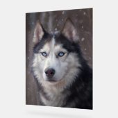Sibérien Husky (Angle)