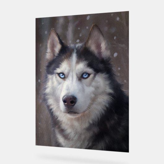 Sibérien Husky (Angle)