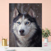 Sibérien Husky (Mariage)
