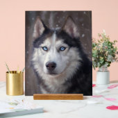 Sibérien Husky (Mariage)