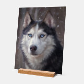 Sibérien Husky (Angle)