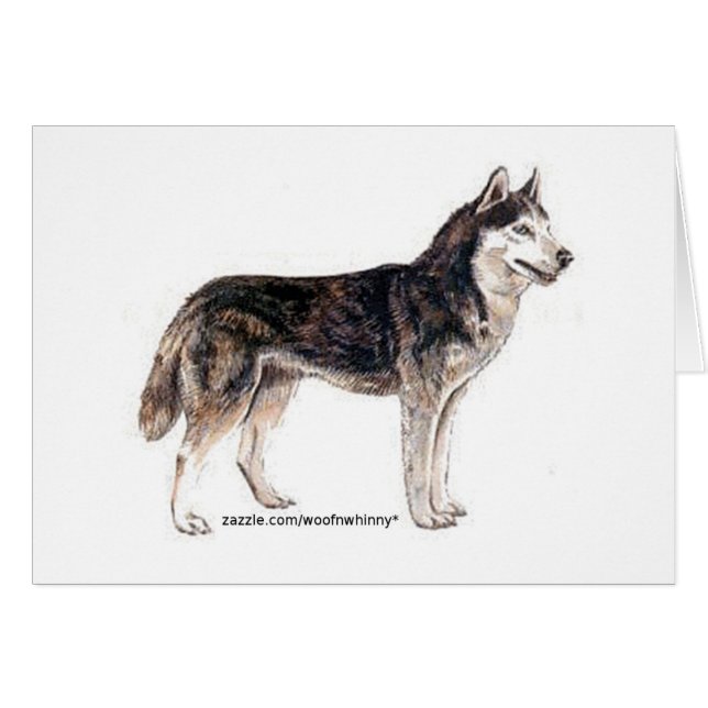 Sibérien Husky ! (Devant horizontal)