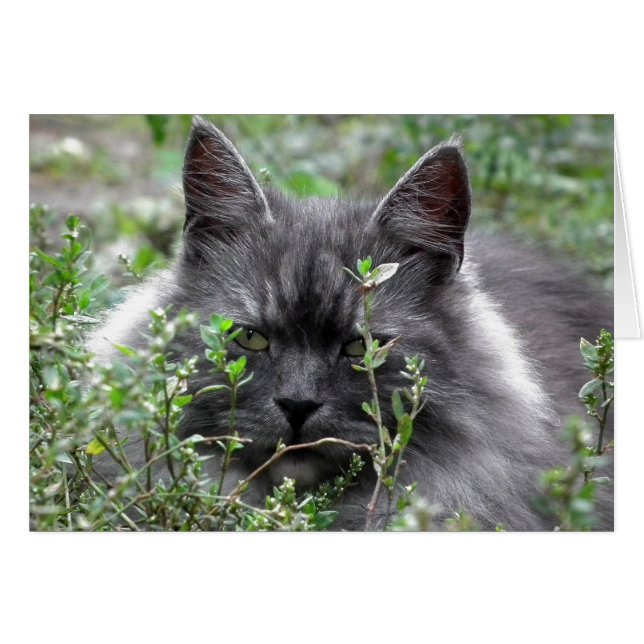 Sibérien | Portrait de chat (Devant horizontal)
