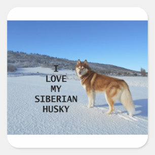 siberisch-husky-rode en witte liefde met pic vierkante sticker