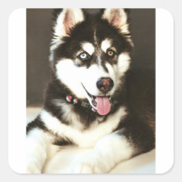Siberische Baby Huskey Hond Fotografie Briefkaart Vierkante Sticker