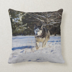 Siberische gist in de sneeuw kussen