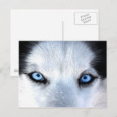 Siberische husky blauwe ogen briefkaart (Voorkant / Achterkant)