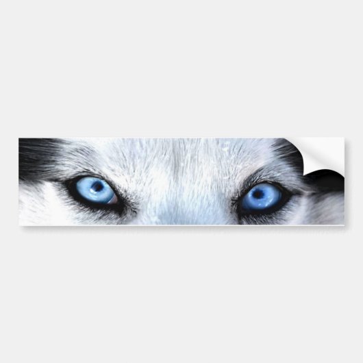 Siberische husky blauwe ogen bumpersticker (Voorkant)