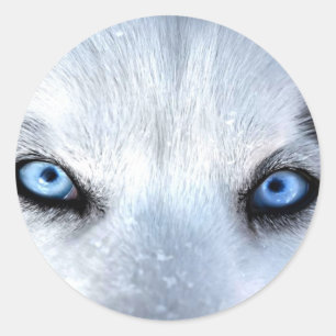 Siberische husky blauwe ogen ronde sticker