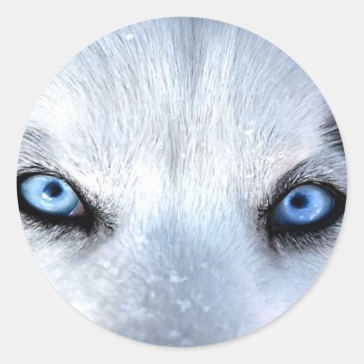 Siberische husky blauwe ogen ronde sticker (Voorkant)
