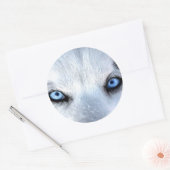 Siberische husky blauwe ogen ronde sticker (Envelop)