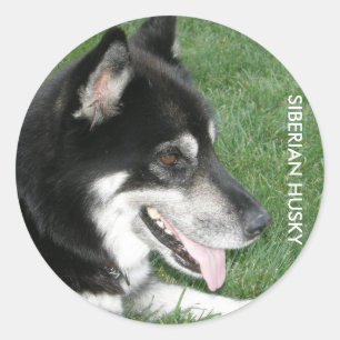 Siberische Husky Foto Ronde Sticker