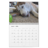 Siberische husky groeit op kalender (Mar 2026)