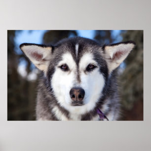 Siberische husky hond close-up gezichtsfotografie poster