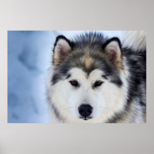 Siberische Husky Hond Gezichtsfotografie Poster
