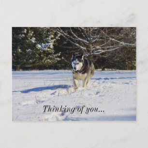 Siberische Husky In De Sneeuw Denkend Aan Jou Briefkaart