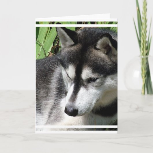 Siberische Husky Profiel Wenskaart Kaart (Voorkant)