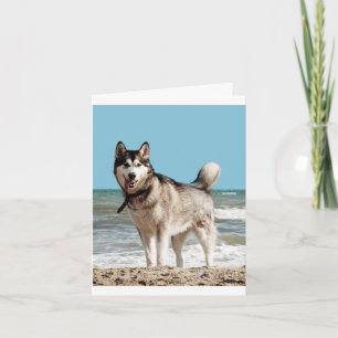 Siberische Husky Puppies Hond Blanke Notitiekaart
