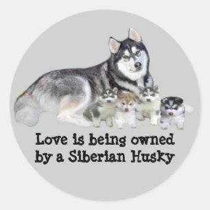 Siberische Husky & Puppies Sticker