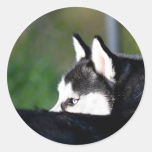 Siberische Husky-stickers Ronde Sticker