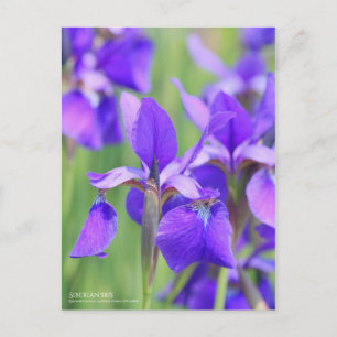 Siberische iris [Briefkaart] Briefkaart