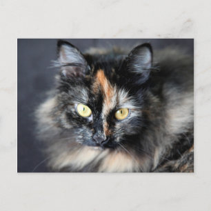 Siberische kat briefkaart