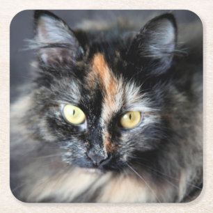 Siberische kat vierkante kartonnen onderzetter