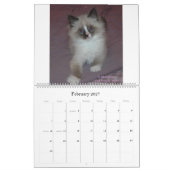 Siberische katten en kalender voor Kittens Final2 (Feb 2027)