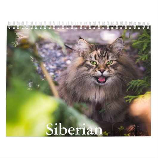 Siberische kattenkalender kalender (Hoes)