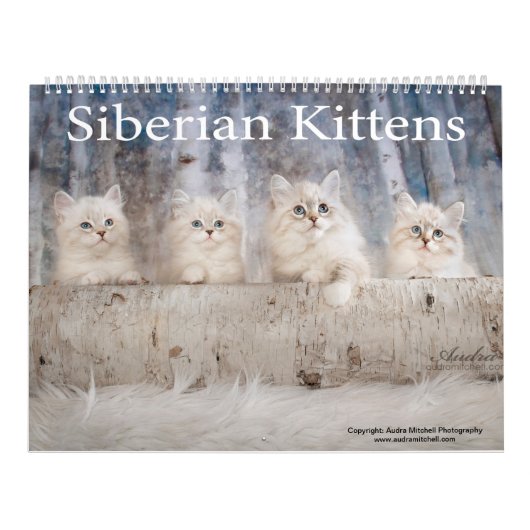 Siberische Kittens kalender (Hoes)