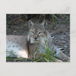 siberische lynx 017 briefkaart