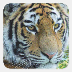 Siberische Tijger, Amur Tijger Sticker