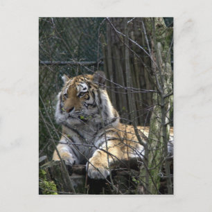 Siberische tijger briefkaart