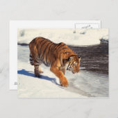 Siberische tijger briefkaart (Voorkant / Achterkant)