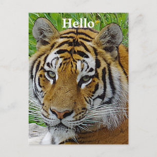 Siberische Tijger Close-up Foto van Gezicht Briefkaart