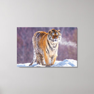 Siberische tijger in de sneeuw, China Canvas Afdruk
