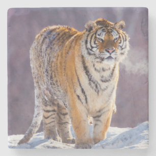 Siberische tijger in de sneeuw, China Stenen Onderzetter