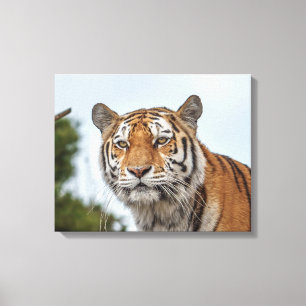 Siberische tijger in het wild canvas afdruk