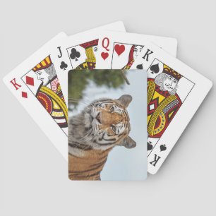 Siberische tijger in het wild pokerkaarten