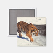 Siberische tijger magneet (Voorkant / Achterkant)