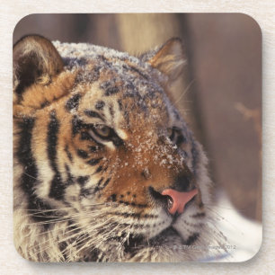 Siberische tijger onderzetter