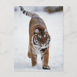 Siberische tijger op sneeuw briefkaart