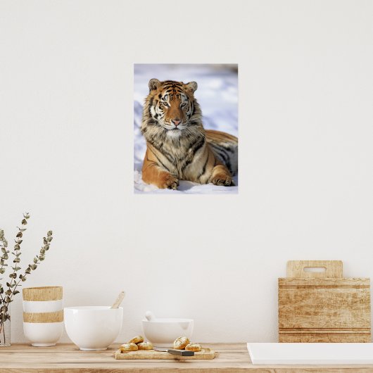 Siberische tijger, Panthera tigris altaica, Azië; Poster (Keuken)